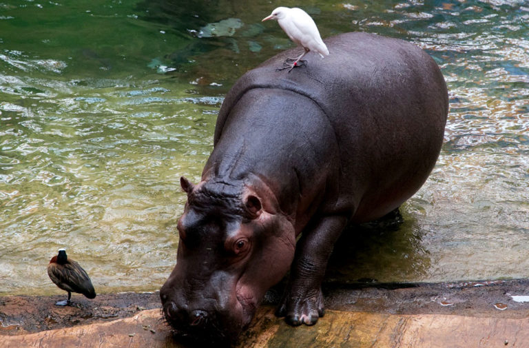 afrykarium wroclaw 1180x700v3 jpg 768x505